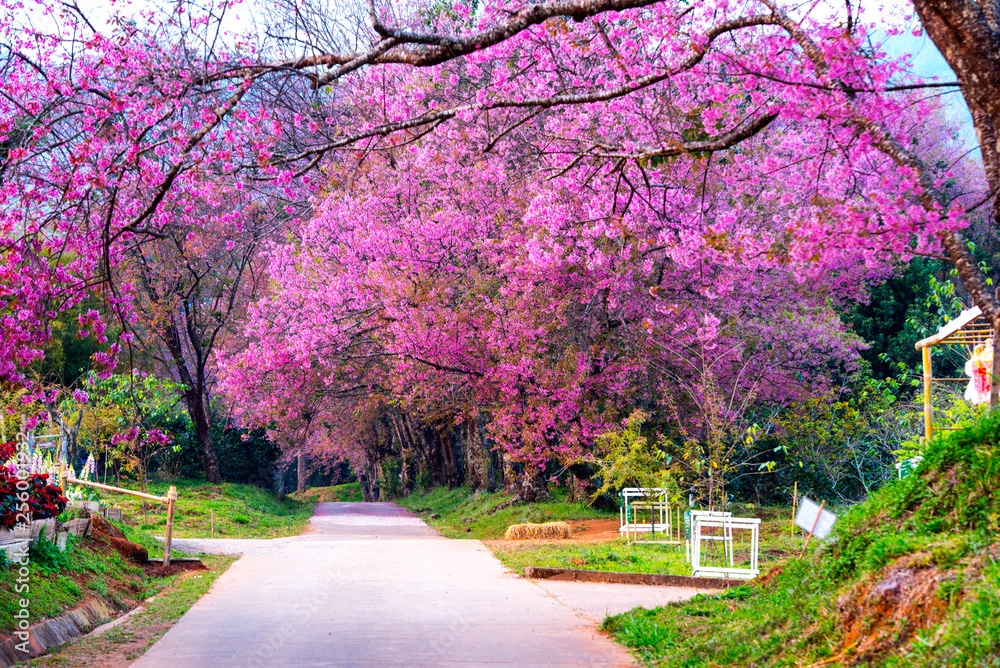 Naklejka premium Cherry blossom blooming n Thaland