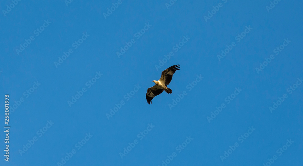 Bottom view of a Lesser Fish eagle, Maharastra, India. Bottom view of a Lesser Fish eagle, Maharastra, India.