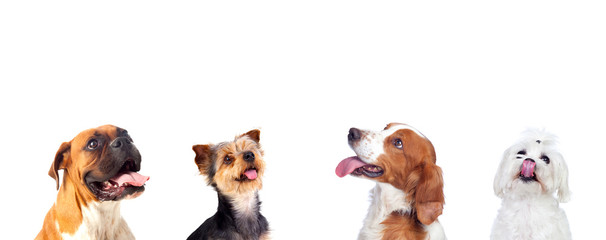 Pensive dogs looking up