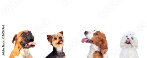 Fototapeta Naklejka Na Ścianę i Meble -  Pensive dogs looking up