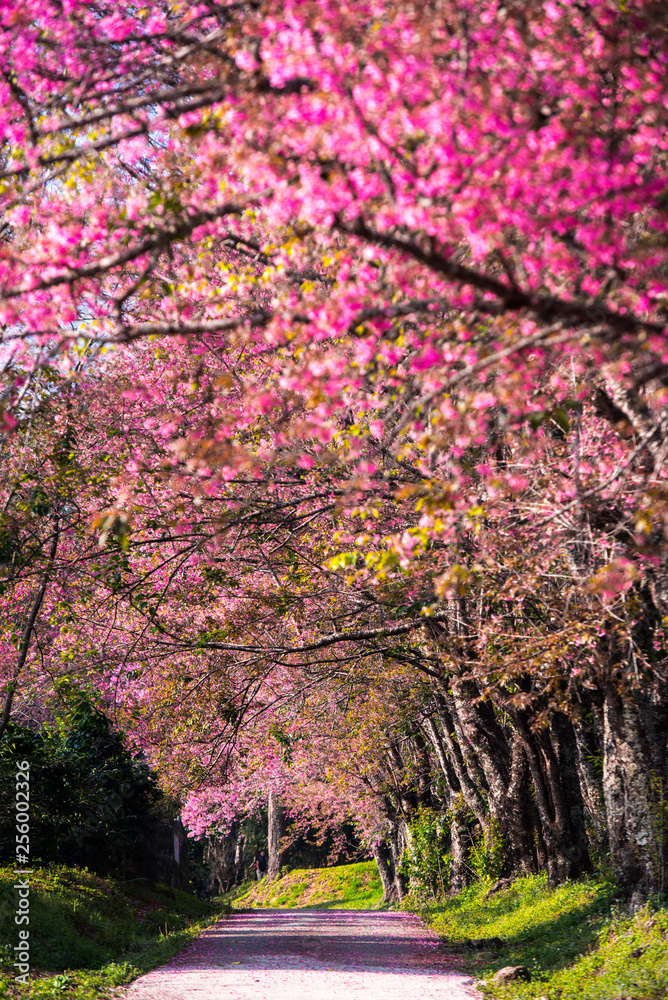 Cherry blossom blooming n Thaland