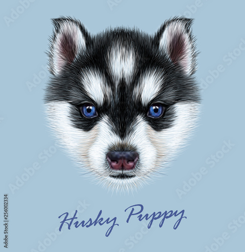 Husky animal dog cute face. Vector Alaskan puppy head portrait. Realistic fur portrait of Siberian dog on blue background.