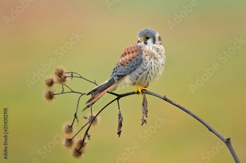 American kestrel (Falco sparverius) is the smallest and most common falcon in North America. photo