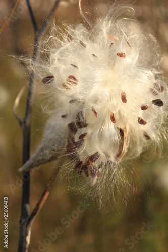 Milkweed plant seed pod opens to release silky fibers in the Fall