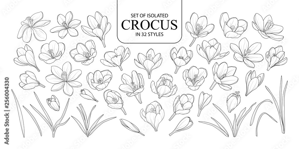 Set of isolated Crocus in 32 styles. Set of isolated Crocus in 32 styles.