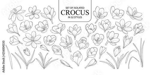 Set of isolated Crocus in 32 styles.