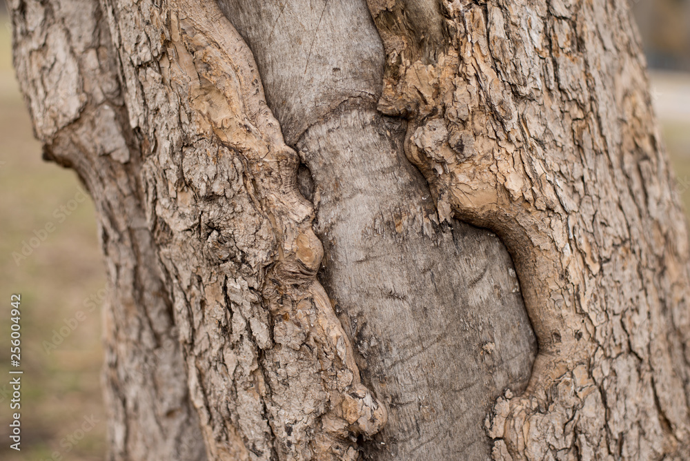 Background texture of tree bark. Skin the bark of a tree that traces cracking. Background texture of tree bark. Skin the bark of a tree that traces cracking.