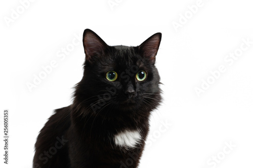 Sedentary black, beautiful and cute cat on white background, isolate.
