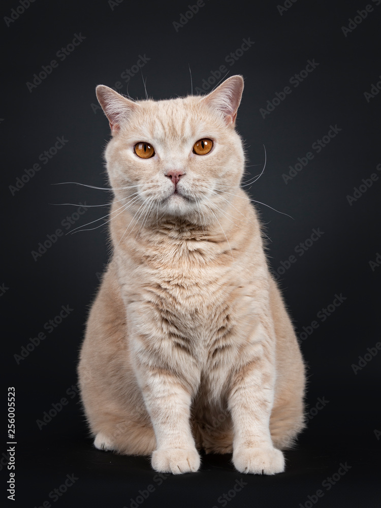 Big adult cream British Shorthair cat sitting up facing front. Looking at camera with mesmerizing orange eyes. Isolated on black background. 