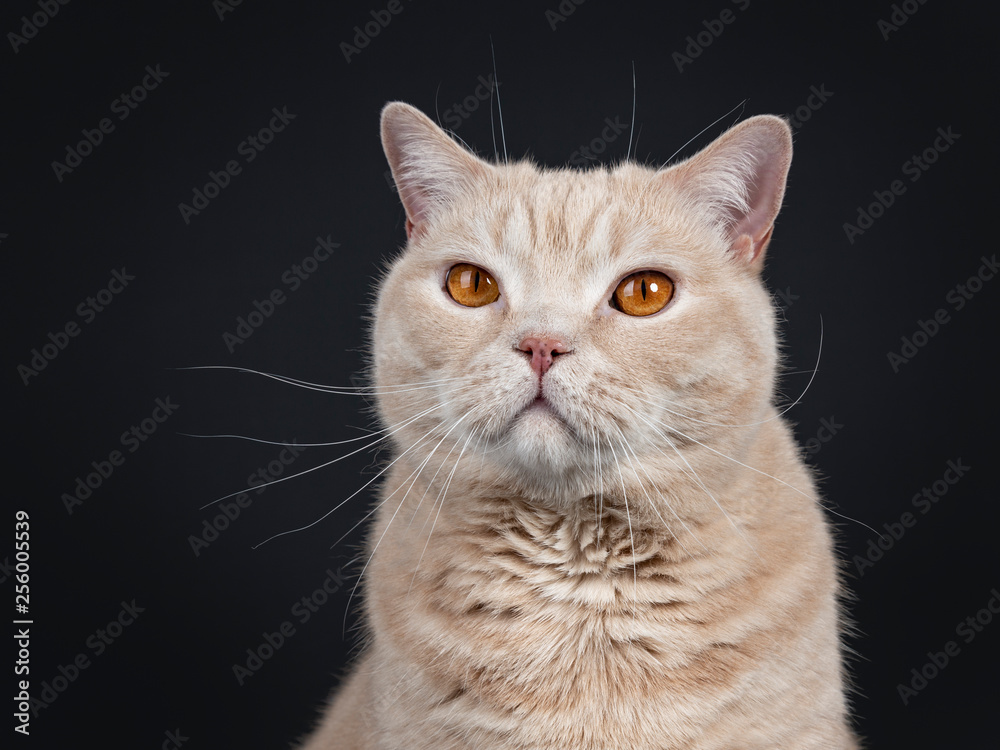 Head shot of big adult cream British Shorthair cat. Looking at camera with mesmerizing orange eyes. Isolated on black background. 