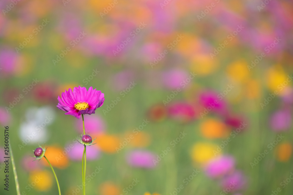 Pink and yellow cosmos flower field background.Beautiful cosmos flower natural garden in countryside.Flower field in summer concept.
