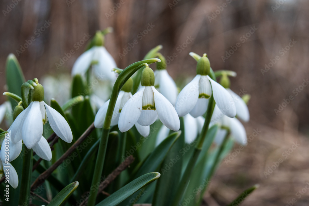 Spring time of year. blossom snowdrops. Spring time of year. blossom snowdrops.