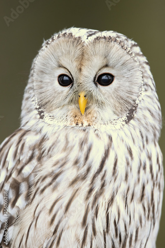 Ural owl (Strix uralensis) is a medium-sized nocturnal owl of the genus Strix, with up to 15 subspecies found in Europe and northern Asia. 