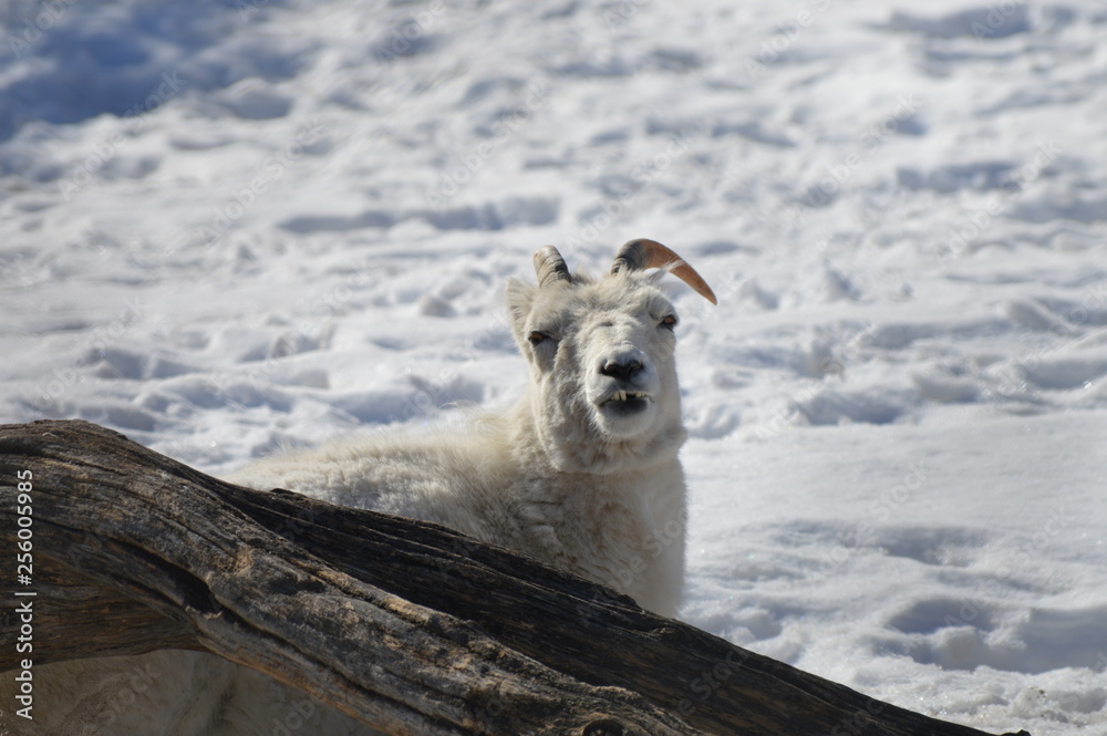 Fototapeta premium Dall sheep in the snow