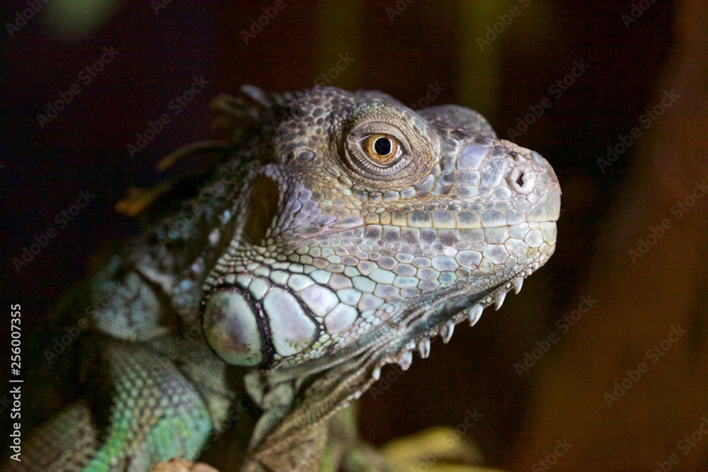 Fototapeta premium green iguana on a branch