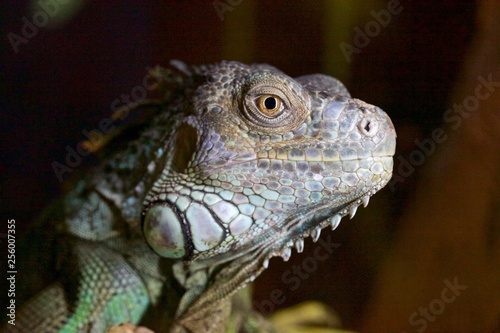 green iguana on a branch