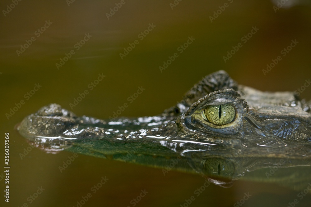 Fototapeta premium Krokodyl z głową nad wodą