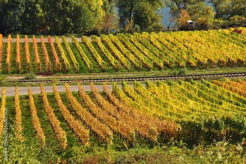 farbige Weinberge im Herbst an der Mosel in der Nähe von Reil photo