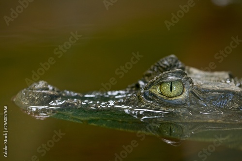 Crocodile with head out of the water