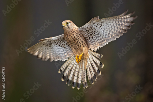 Common kestrel (Falco tinnunculus) is a bird of prey species belonging to the kestrel group of the falcon family Falconidae. 