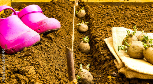 Photos First early seed potatoes with sprouts or chits on hessian sacking with tubers planted in prepared row of fine prepared soil (Tilth) in background