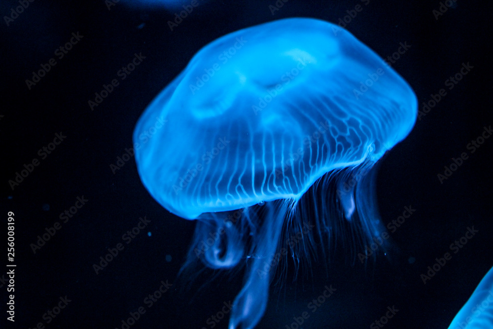 Jellyfish under blue coloured light Jellyfish under blue coloured light