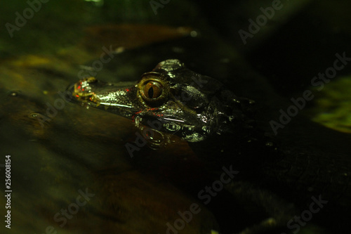 Crocodile with head out of the water