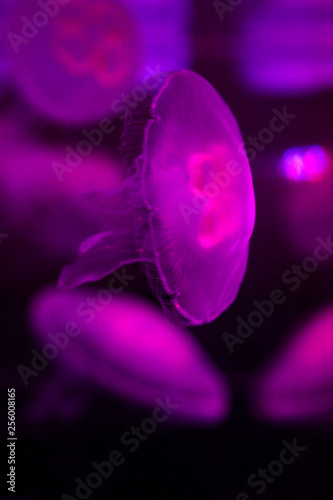 Jellyfish under pink coloured light