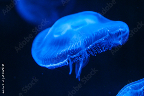 Jellyfish under blue coloured light