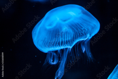Jellyfish under blue coloured light