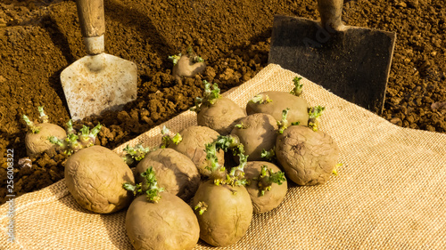 Obraz na płótnie Several first early seed potatoes with sprouts or chits on hessian sacking