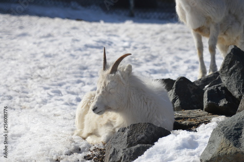 Dall sheep in the snow