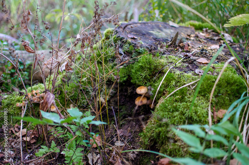 mushrooms in the forest, edge green grass