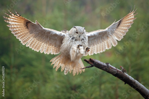 Eurasian eagle-owl (Bubo bubo) is a species of eagle-owl that resides in much of Eurasia. photo