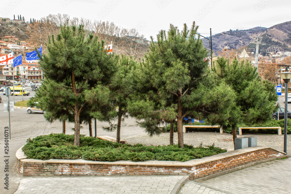 Europe Square, spruce trees in a flower bed. Tbilisi. Georgia.