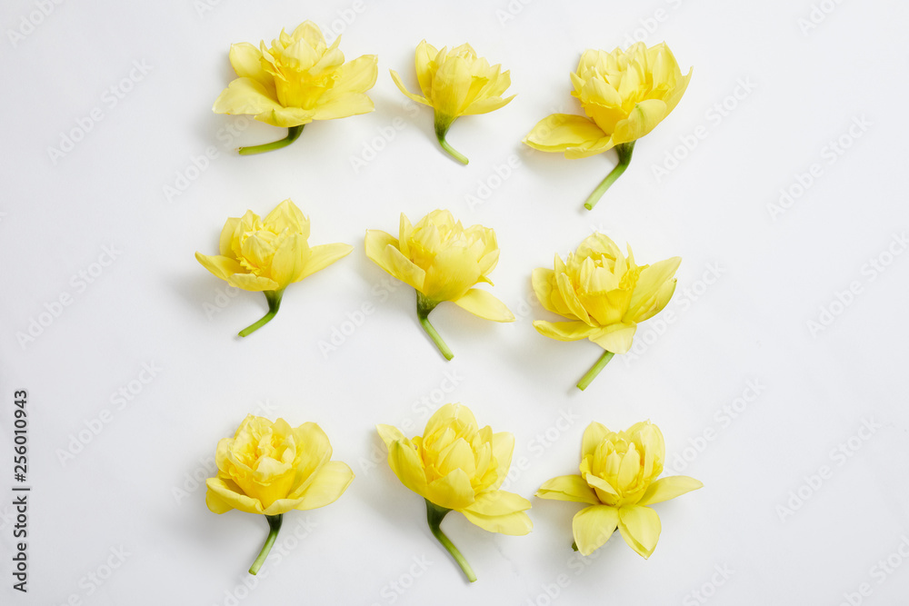 flat lay of yellow narcissus flowers arranged in square on white