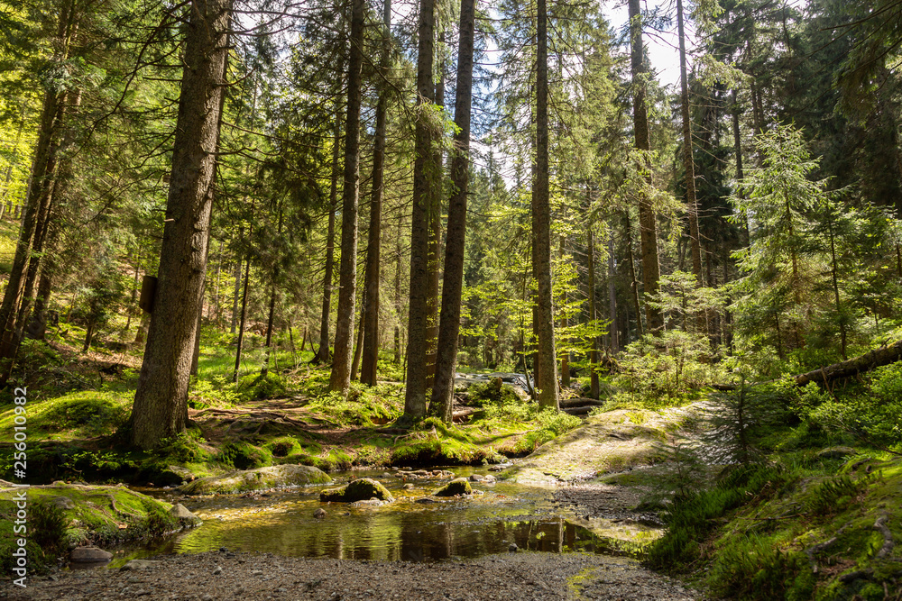 Obraz premium Landscape at the small Arbersee in Bavaria