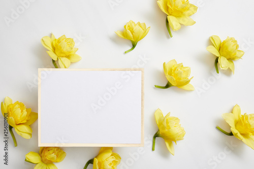 Fototapeta Naklejka Na Ścianę i Meble -  top view of yellow narcissus flowers and white empty card on white background