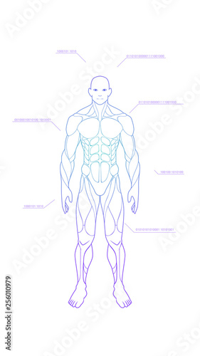 contour shape human body anatomy neon hologram projected at isolated on white background , sci fi interface design element , vector illustration