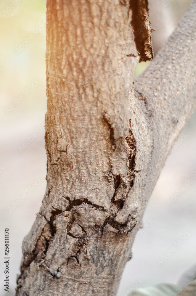Trees that die due to drought and hot weather in the garden. Trees that die due to drought and hot weather in the garden.