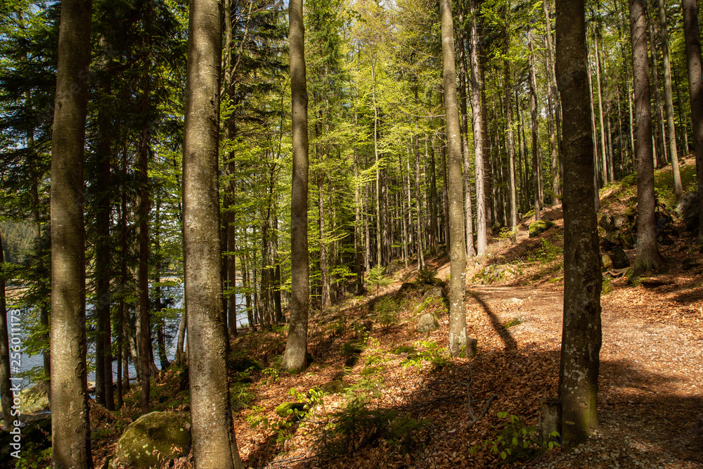 Landscape at the small Arbersee in Bavaria Landscape at the small Arbersee in Bavaria