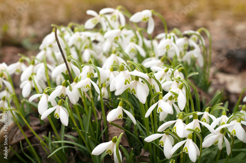 Field of beautiful snowdrops. Closeup of early spring white snow drop plant growing densely in in the garden. © ala