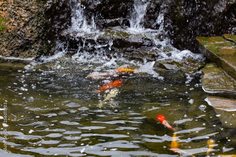 Carp in pond, colorful fish,  animal aquatic.