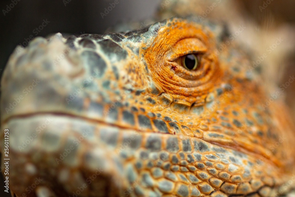 Fototapeta premium orange iguana animal red lizard, wild.