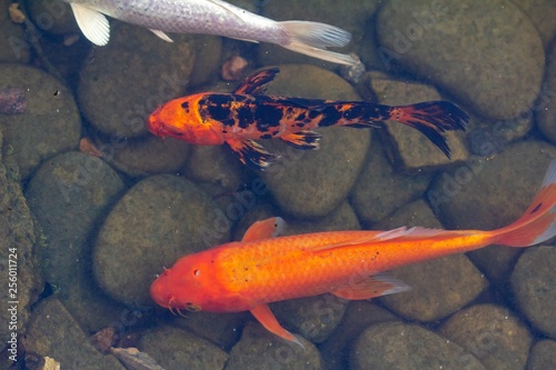Foto Carp in pond, colorful fish,  animal asia.