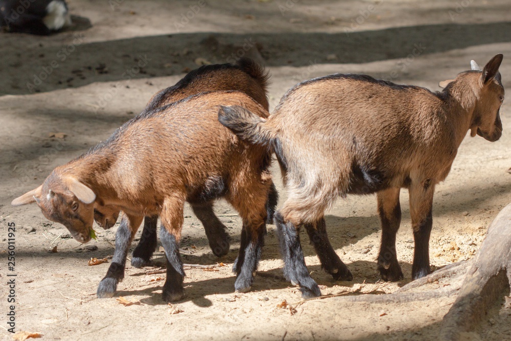 farm animal domestic mammal goat, young. farm animal domestic mammal goat, young.