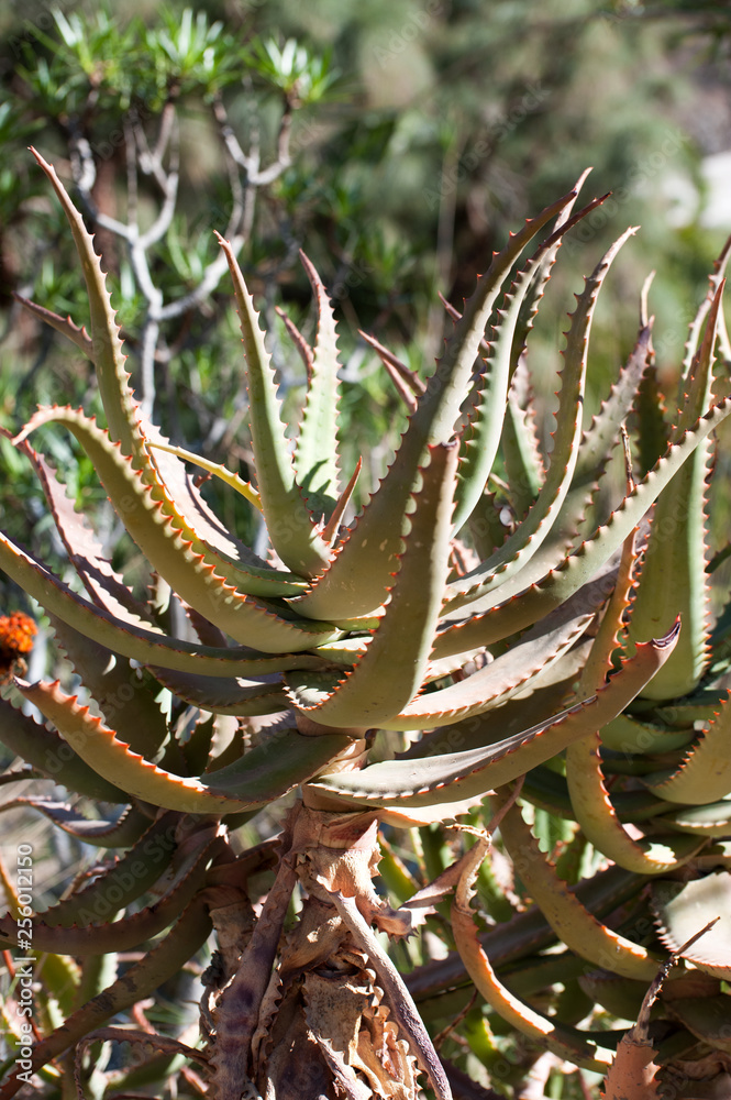 Obraz premium Aloe vera - cactus from Gran Canary