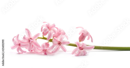 Blooming hyacinth, spring flowers isolated on white background
