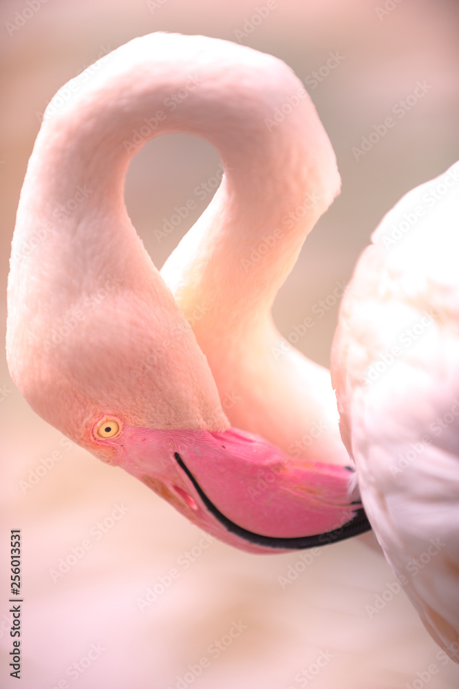 Fototapeta premium Young Pink Flamingo with it's head down close-up