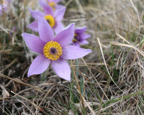 First spring flower Pulsatilla grandis, pasque flower blooming in their natural environment in the Podyjí National Park, Czech Republic.Beautiful spring purple wild flowers close up. 